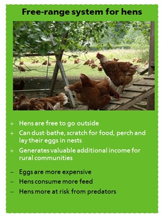 Free Range Hen Card