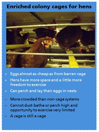 Enriched Colony Cage Card