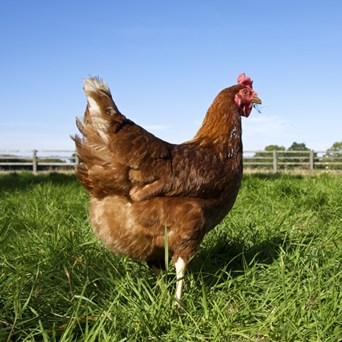 UK Government farm subsidy scheme to help higher welfare farmers