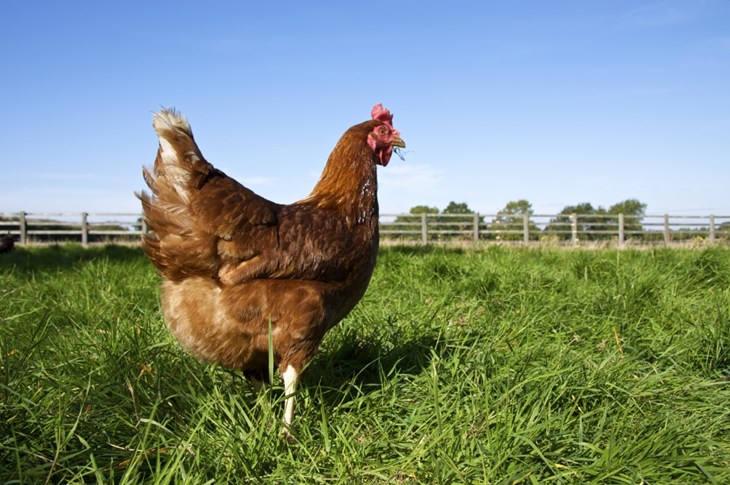 Single brown hen walking in a field in summer.