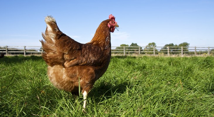 Single brown hen walking in a field in summer.