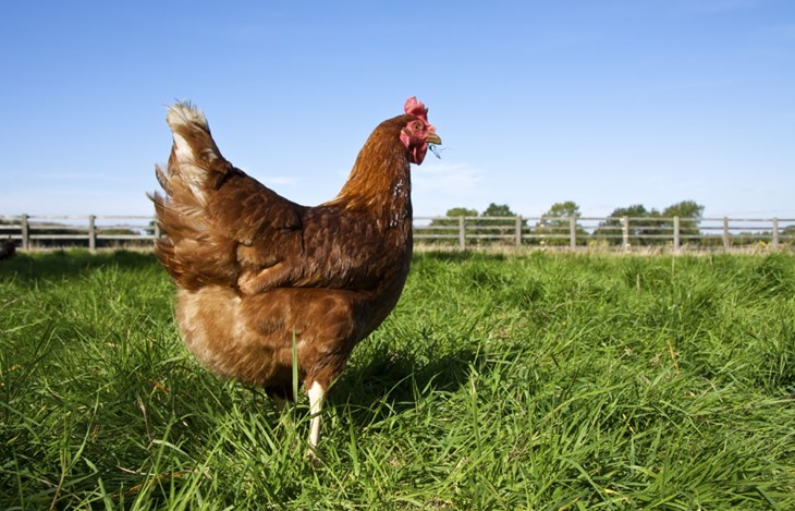 Single brown hen walking in a field in summer.