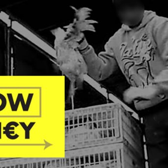 You are Invested in Factory Farming