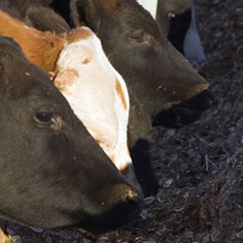 Eat to Beat Climate Change