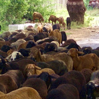 Food Rights and Wrongs – Sustainable Agriculture vs Factory Farming