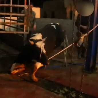 European animals brutally slaughtered in Gaza