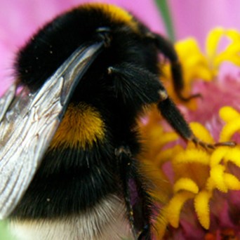 The End of the Birds and the Bees?