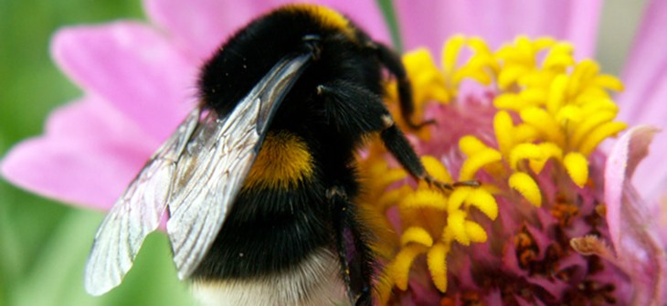 bee