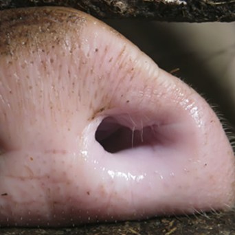 Where There's Swill, There's a Way