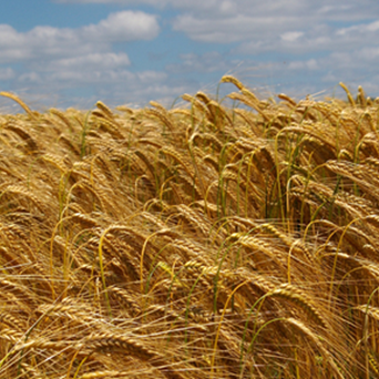 UK MPs call for action on factory farming