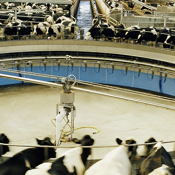 The rise of ‘mega-farms’ in the UK?