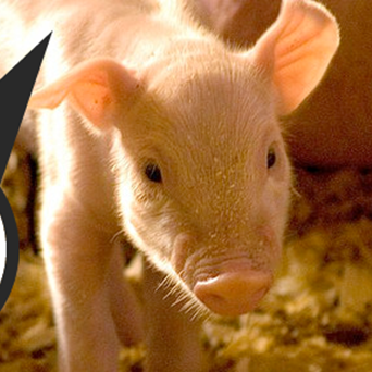 GM pigs will not feed the world