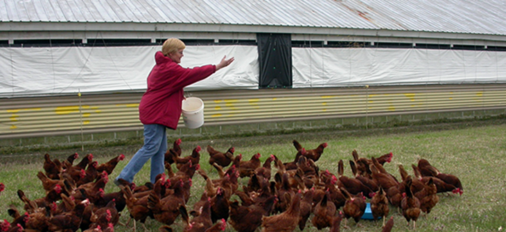 carole_morison_chickens