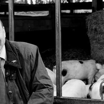 China's River of Pigs