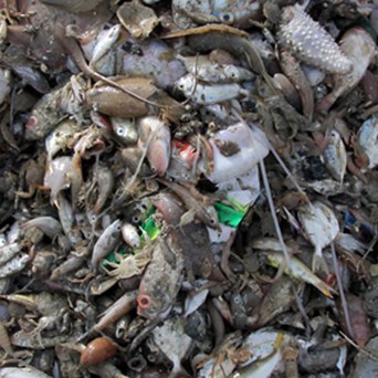 Grinding Nemo: Floating Factory Farms