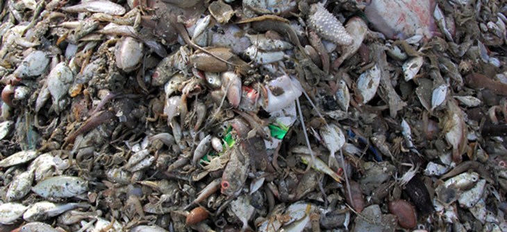 trawl_heap_songkla-2