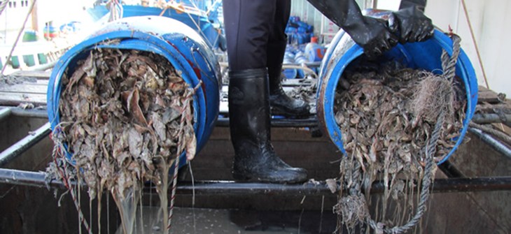 unloading_trashfish_songkla-3