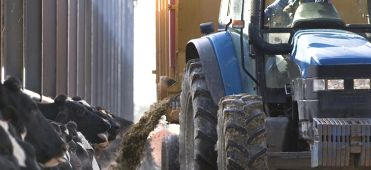 feeding_time_for_dairy_cows