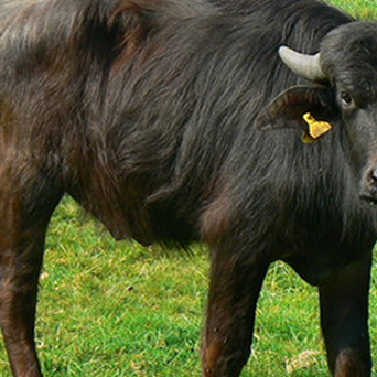 The Darker Side of Buffalo Mozzarella