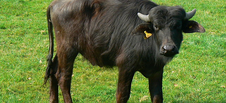 buffalo