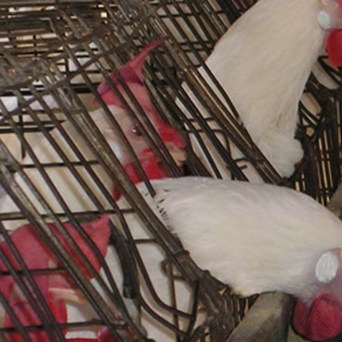 Making Sense of 'Sustainable Intensification'