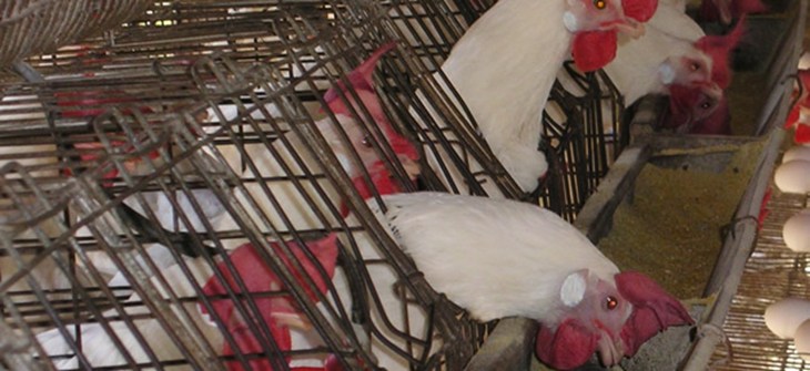 hens_in_wire_cages_97_