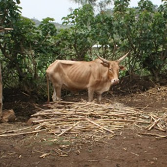 When water is scarce...