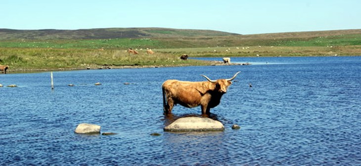 cow_in_water