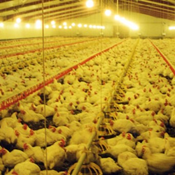 Factory Farming - Anything but Innovative