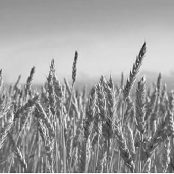 Analysing Cameron's Hunger Summit