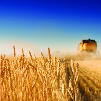 The Global Hunger crisis – a Moral ‘Maize’