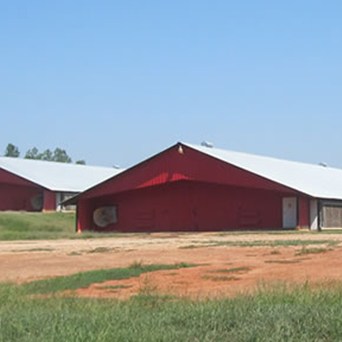 Workers On The Frontline – Intensive Chicken Farming in Georgia, USA