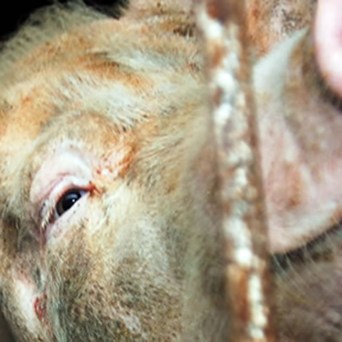 Chilean Hog Producer Brings Home the Bacon but at What Cost?