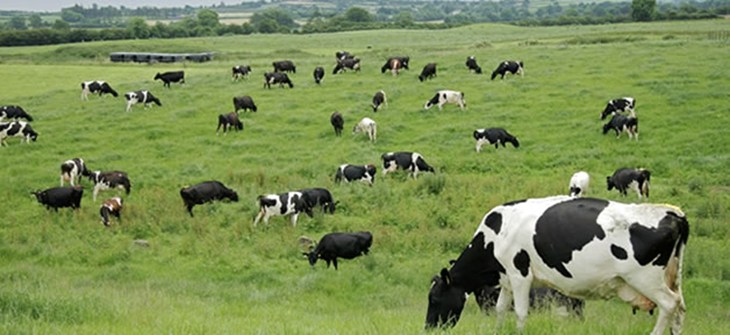 dairy_cows_in_field
