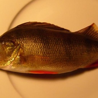 The Fishy Business of Factory Farming