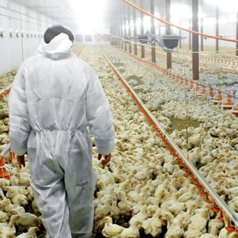 It’s time to ‘terminate’ our excessive meat consumption!