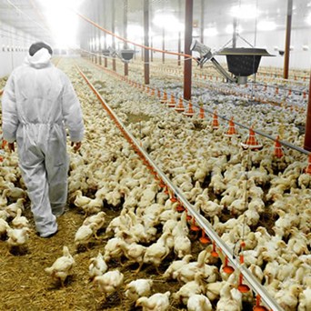 Here's why factory farming still exists