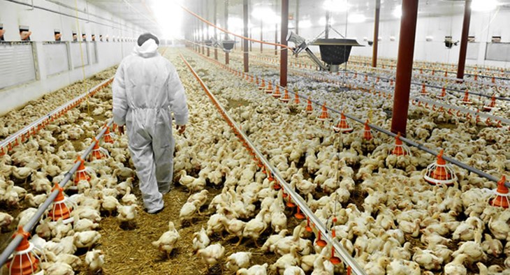 why factory farming