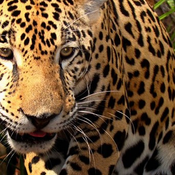 Dismantling the World's Greatest Rainforest