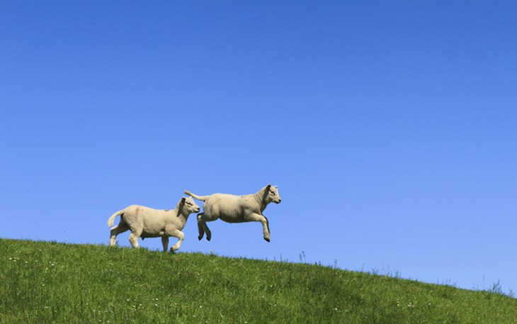 Jumping Lambs