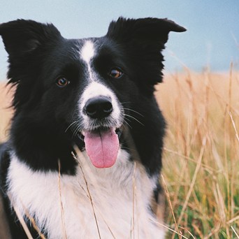 Pet food: misleading labelling?