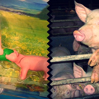 Why we need to be honest with our kids about farming