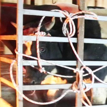 NEW FILM REVEALS ANIMAL WELFARE INTERNATIONAL GUIDELINES ARE IGNORED