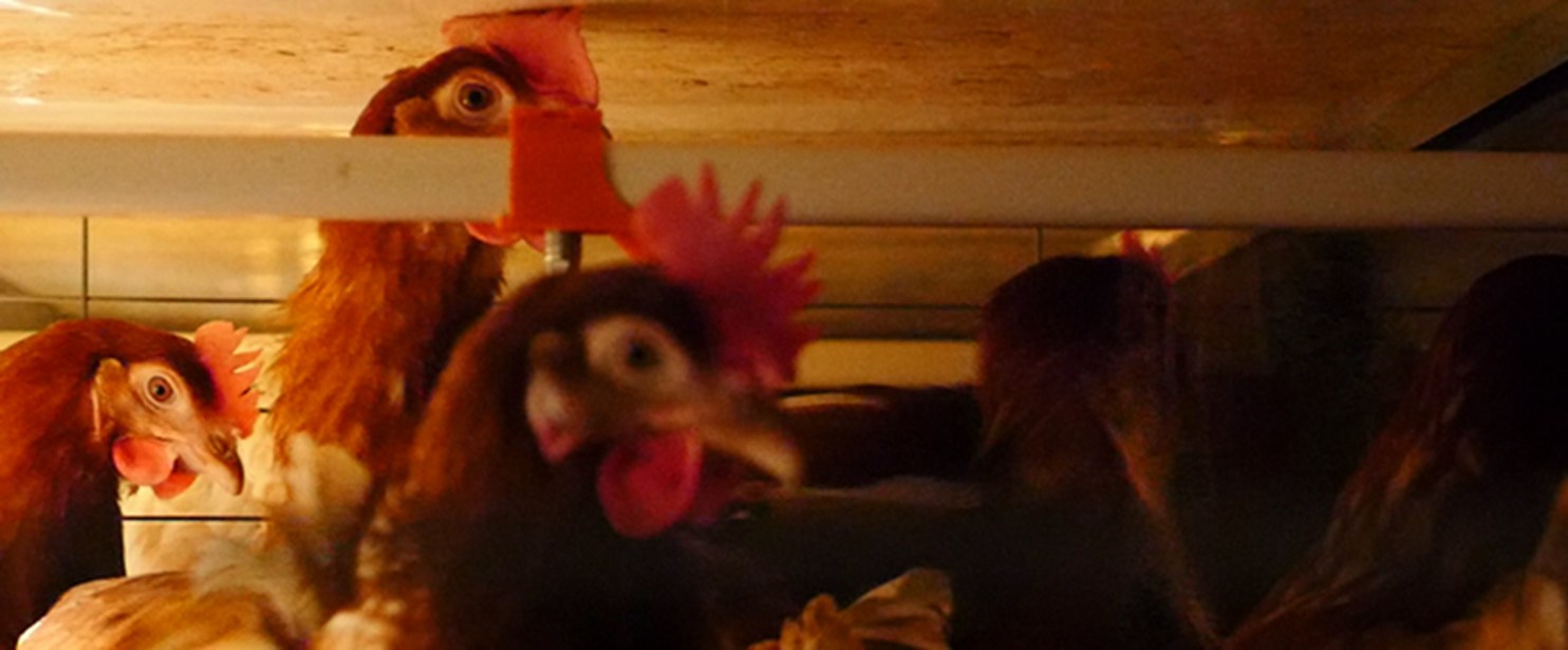 Enriched cage hens 3