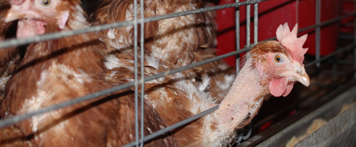 Enriched cage hens