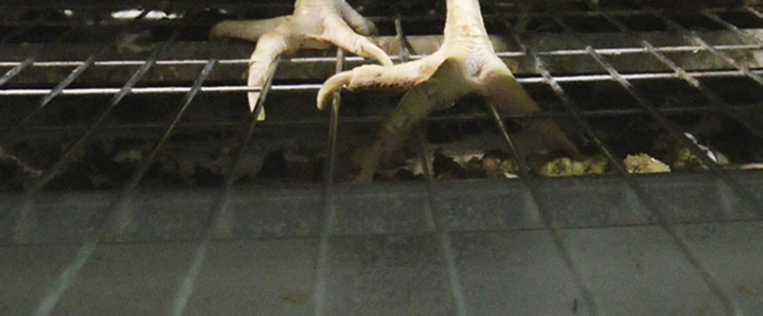 Enriched cage hens 4