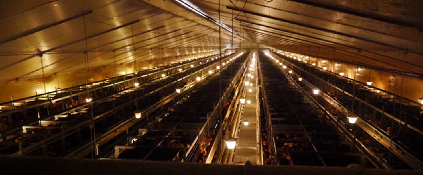 Enriched cage hens 7