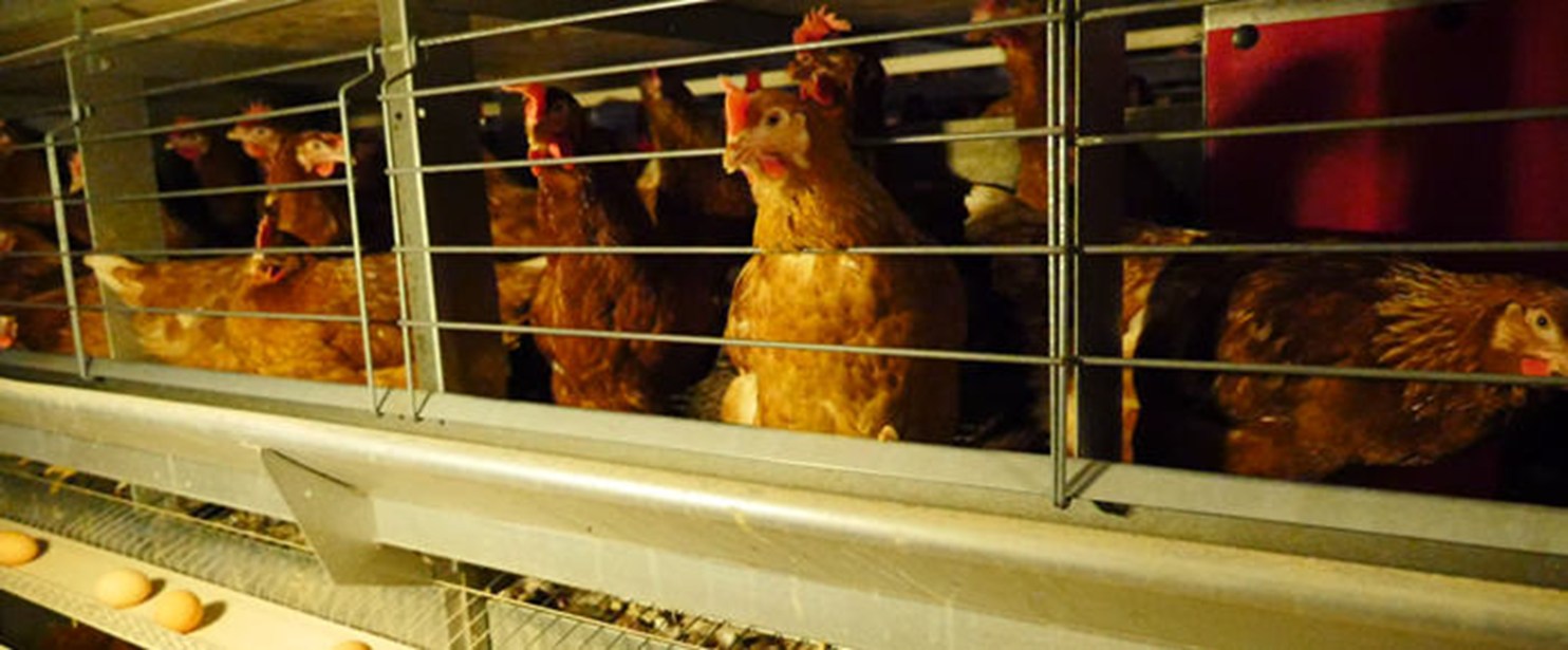 Enriched cage hens 6