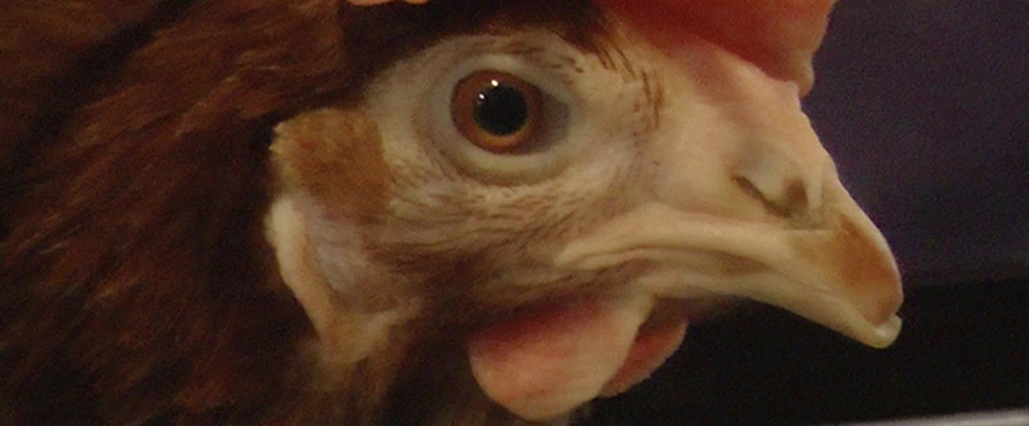 Enriched cage hens 2