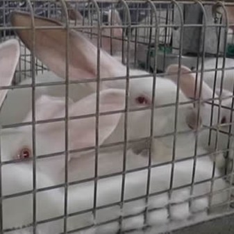EU End The Cage Age